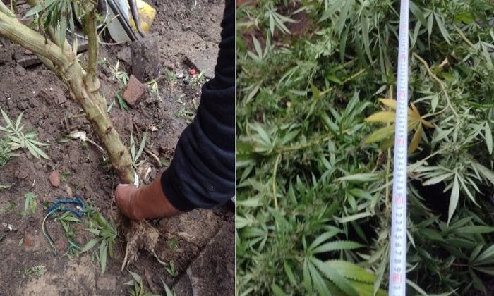 Florencio Varela – Un aprehendido por cultivo y comercialización de marihuana