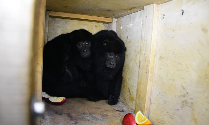 Florencio Varela - Dos monos, abandonados en Villa Brown, fueron rescatados por el municipio