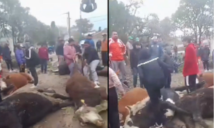 Avellaneda: Volcó un camión con vacas, varias fueron faenadas por los vecinos