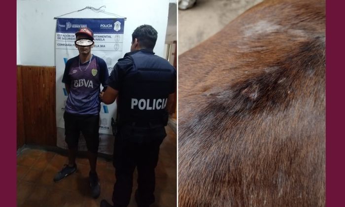 Florencio Varela – Rescataron a un caballo maltratado, un detenido