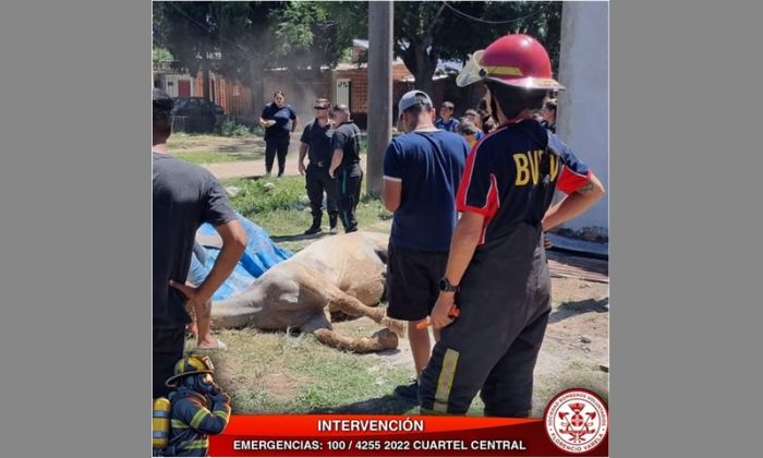 F. Varela - Bomberos voluntarios rescataron a un caballo que había caído en un pozo