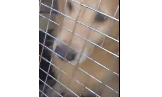 La Plata - Fue rescatado un perro al que su dueña llevó a “faenar” a una carnicería