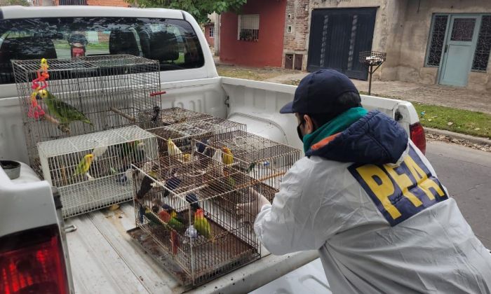 Organización criminal dedicada a la comercialización de aves exóticas y autóctonas desarticulada por la PFA