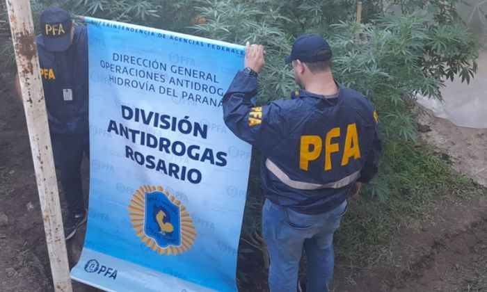 La PFA desarticuló un sofisticado vivero “indoor” de marihuana en Rosario