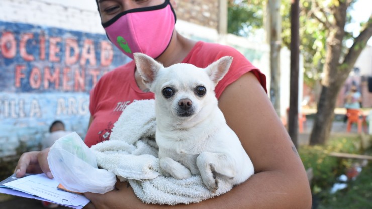 Castración gratuita de mascotas