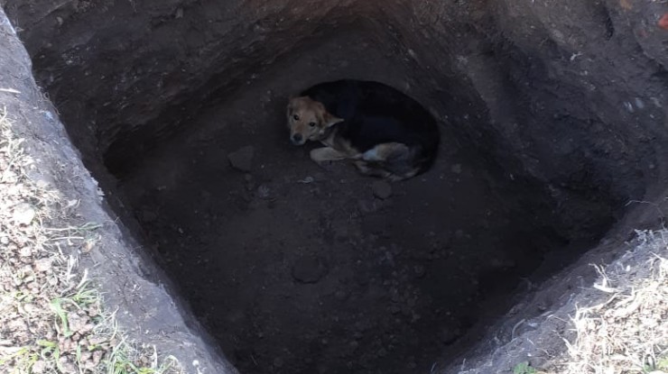 Rescataron a un perro que cayó a un pozo de 3 metros