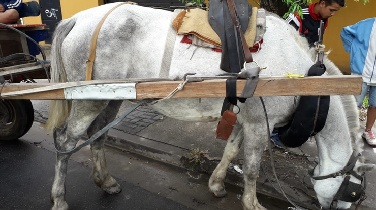 Tres menores maltrataron a un caballo en la calle