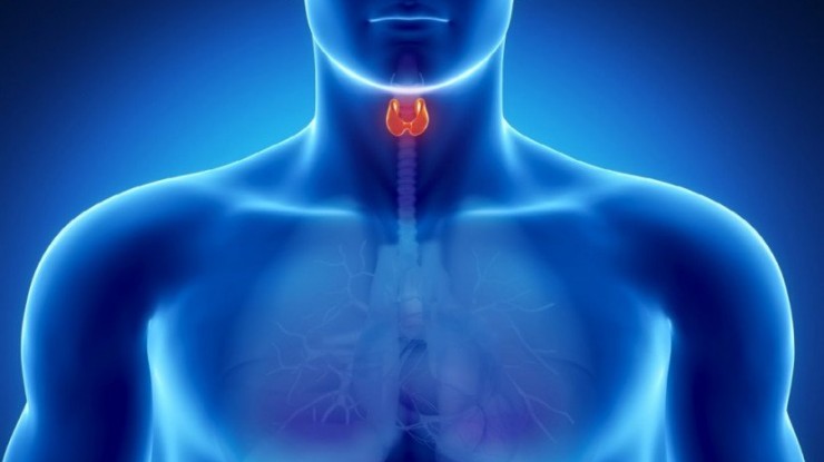 Claves para el buen funcionamiento de la tiroides
