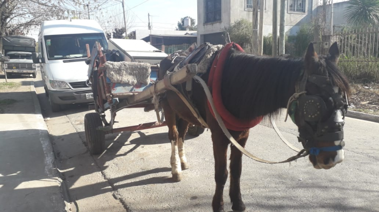 Otro caballo víctima de los carreros