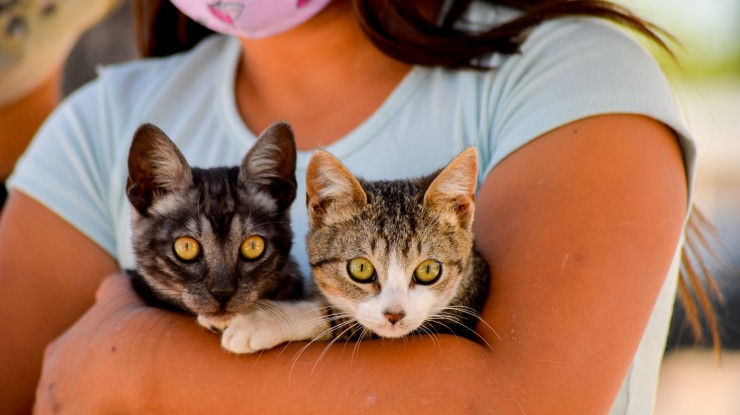 Servicio municipal veterinario itinerante