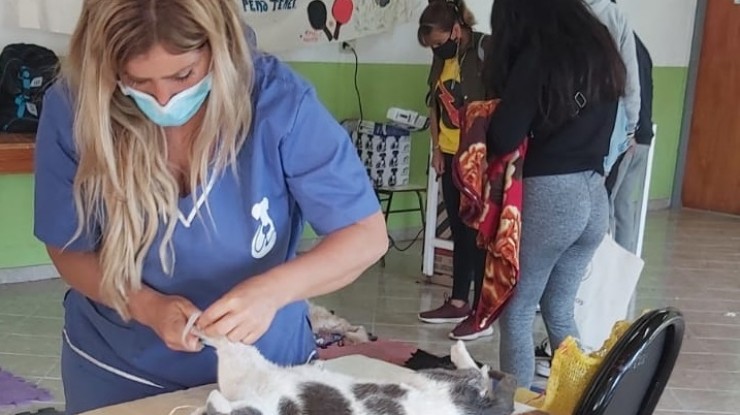 Jornada para mascotas en Santo Tomás