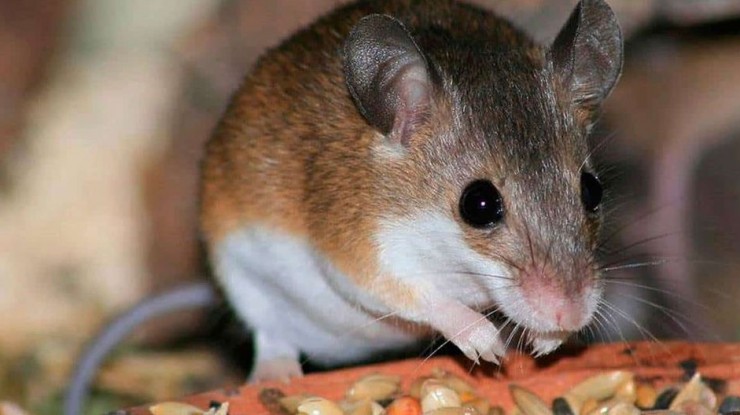 Medidas preventivas contra el Hantavirus