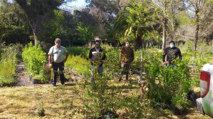 Acciones para el desarrollo de la diversificación forestal