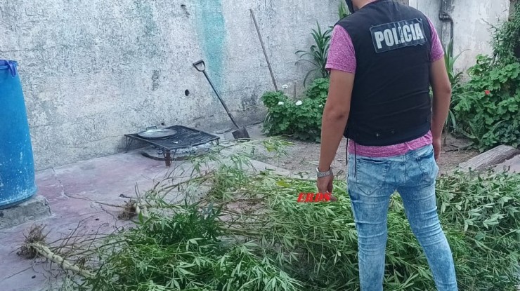 Allanamiento: incautaron plantas de marihuana