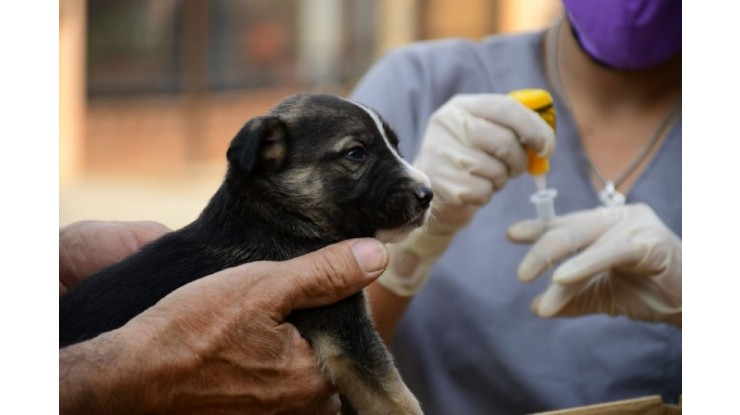 Operativos para proteger y asistir la salud de las mascotas