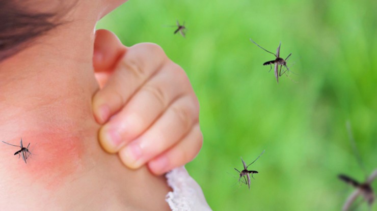 Invasión de mosquitos en la región